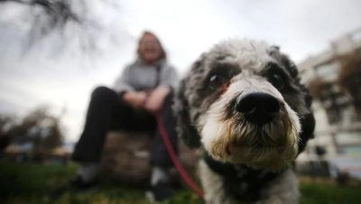 Permiso Laboral por la Muerte de una Mascota en Chile - Chile avanza en el reconocimiento del duelo por la pérdida de mascotas