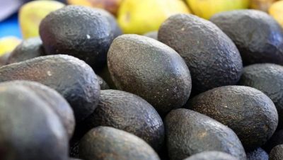 Vigilancia del Minsal sobre las Paltas Peruanas con Metales Pesados - Chile refuerza control sobre paltas peruanas tras alerta en Europa