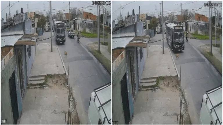 Chofer que Atropelló a una Perrita en Argentina - Conmoción en Argentina por atropello mortal de perrita en la calle.