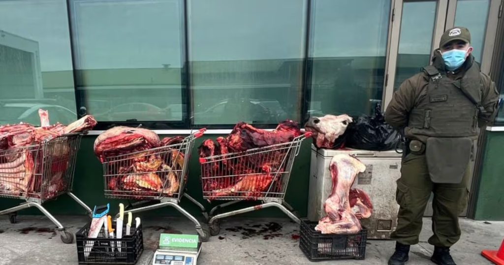 Decomiso de Carne de Vacuno en Puerto Montt durante las Fiestas Patrias - Incautan más de mil kilos de carne ilegal en Puerto Montt