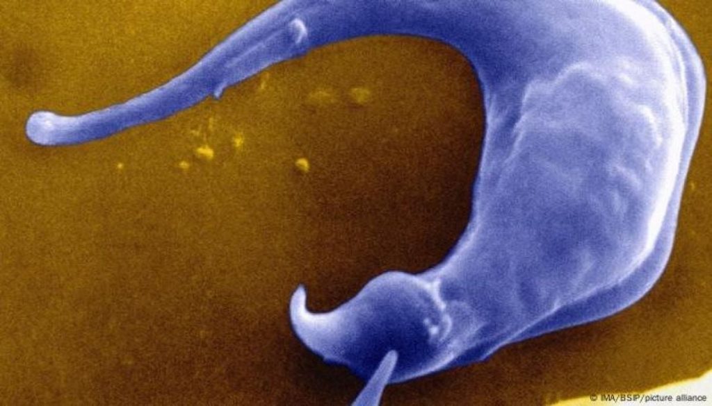Enfermedad de Chagas en los Estados Unidos - La enfermedad de Chagas ya es endémica en EE. UU., advierte el CDC