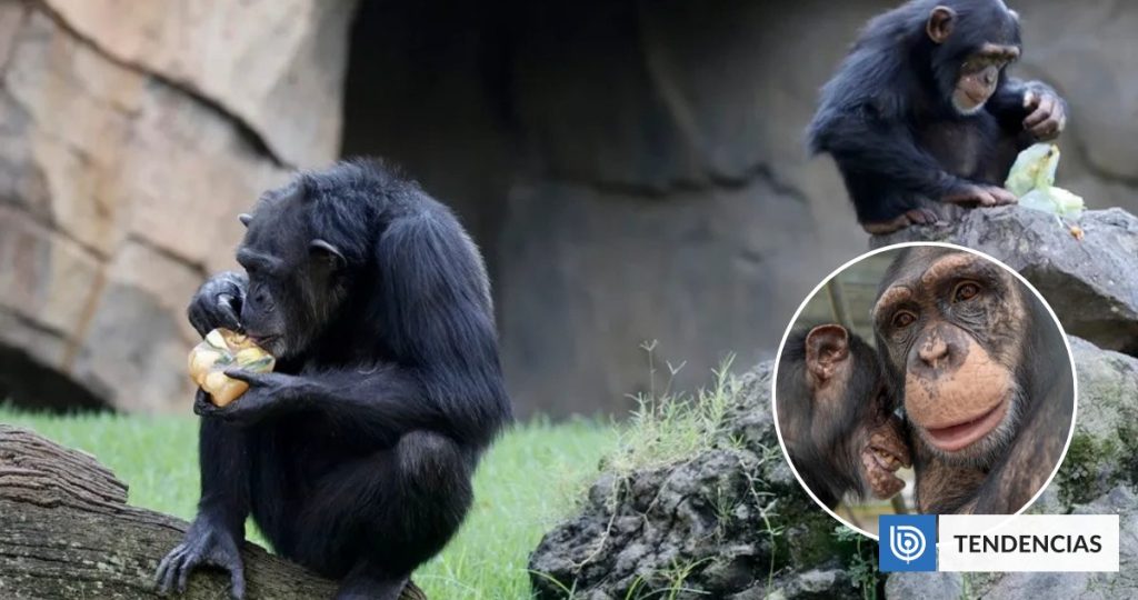 Los Chimpancés Beben el Equivalente a Dos Bebidas Alcohólicas al Día. - Chimpancés: El Consumo de Alcohol en la Naturaleza Revelado