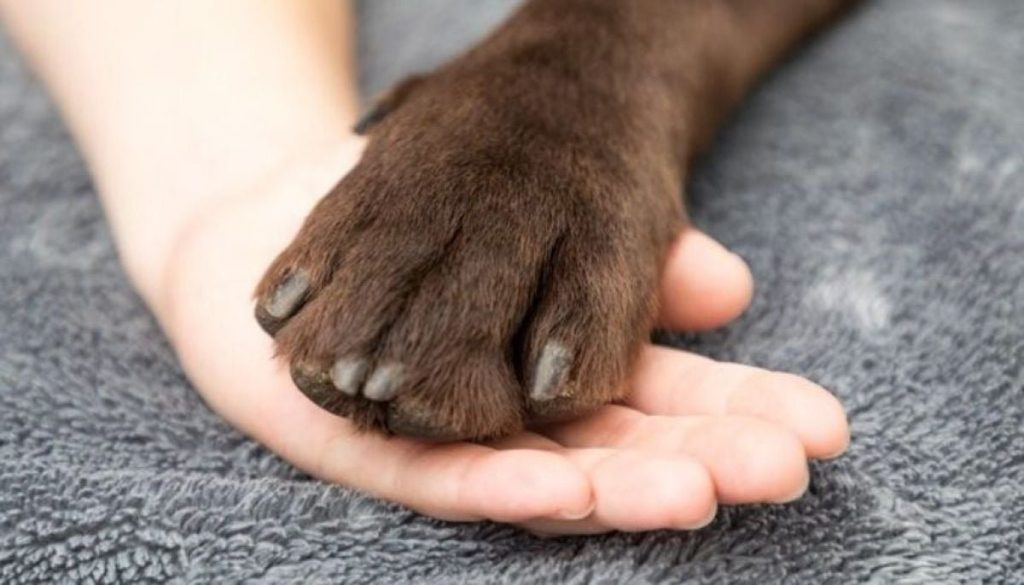 Muerte de una Adulta Mayor y Su Perro por Electrocución en Antofagasta - Tragedia en Antofagasta: Mujer y perro mueren electrocutados