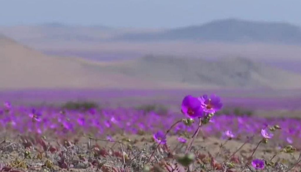 Reservas para el Desierto Florido en Atacama durante las Fiestas Patrias - Reservas en Atacama aumentan por Fiestas Patrias y Desierto Florido