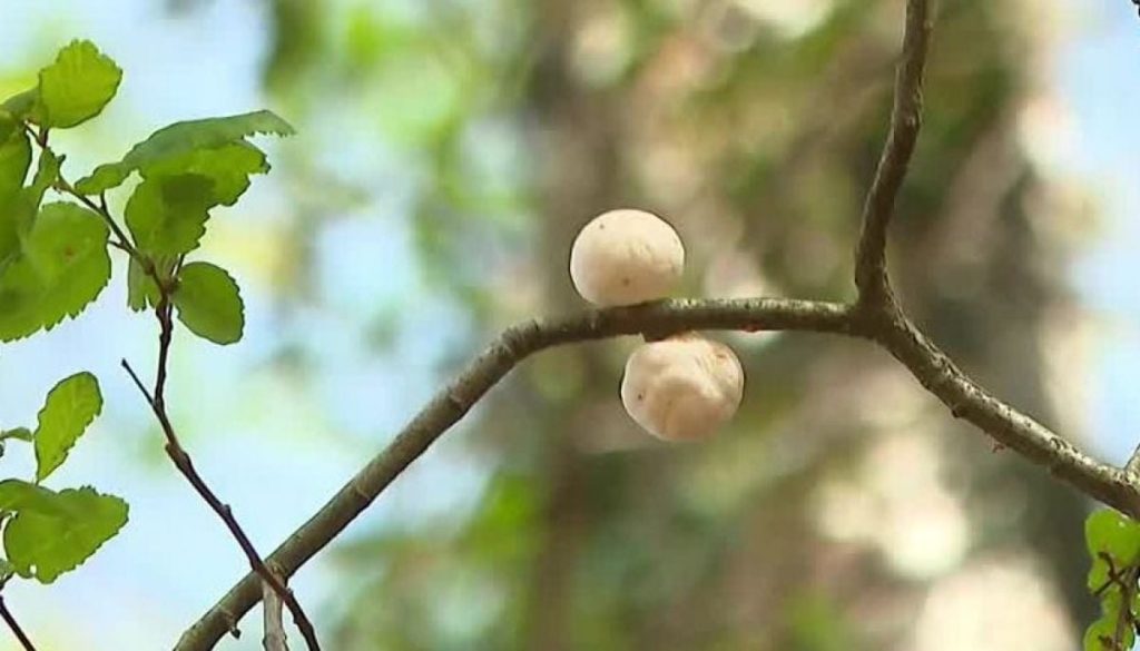 Temporada de Digüeñes en Empanadas y Pebre en Chile - Inicio de la Temporada de Digüeñes: Del Bosque a la Mesa.
