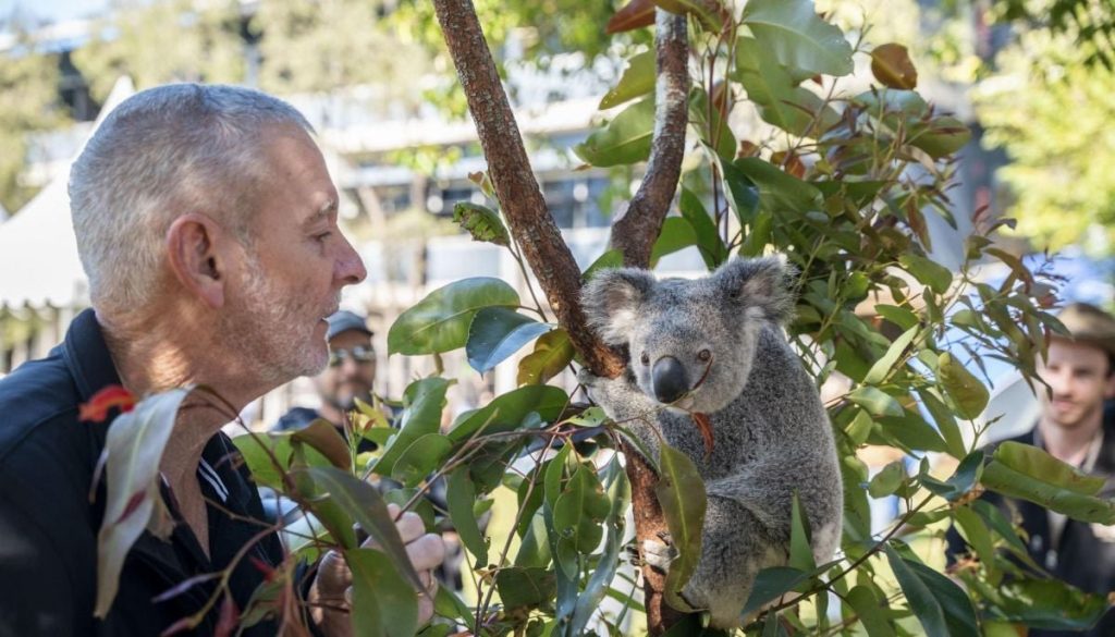 Vacuna contra la Clamidia en Koalas en Australia - Chile presenta la primera vacuna contra la clamidia en koalas