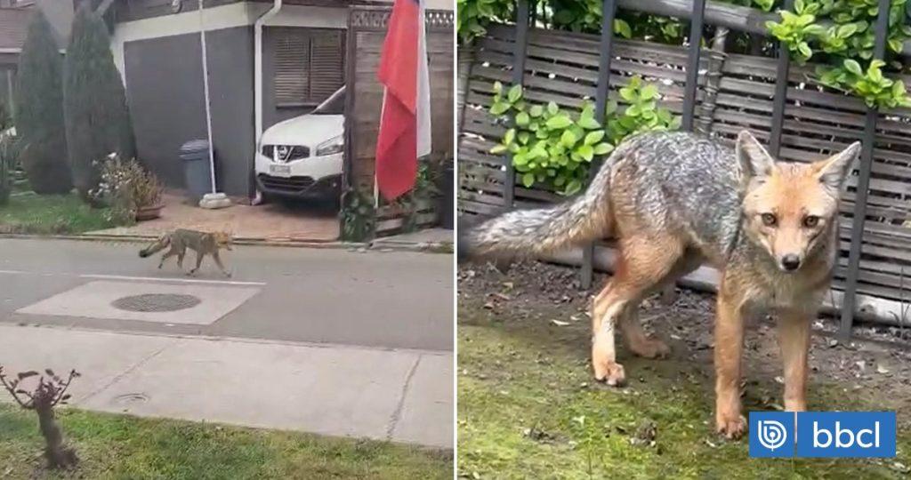 Zorro Desorientado en el Condominio los Olivos de Maipú - Zorro desorientado causa conmoción en Maipú: vecinos en alerta.