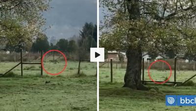 Avistamiento de un Puma en Palguin Bajo, Pucón - Avistamiento de puma en Pucón alerta a la comunidad local