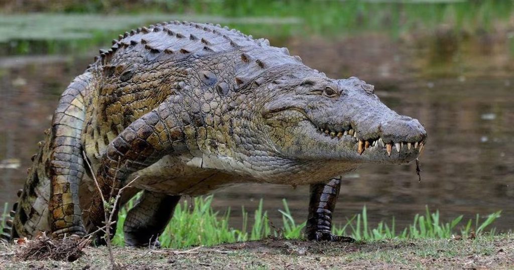 Cocodrilos que Evolucionaron en las Islas del Caribe Mexicano - Cocodrilos del Caribe Mexicano: Evolución y Necesidad de Protección Urgente