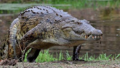 Cocodrilos que Evolucionaron en las Islas del Caribe Mexicano - Cocodrilos del Caribe Mexicano: Evolución y Necesidad de Protección Urgente