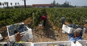 Cómo Vive y Cuánto Gana un Temporero Migrante en Chile - Migrantes Bolivianos: Clave en el Auge de la Fruticultura Chilena 2025