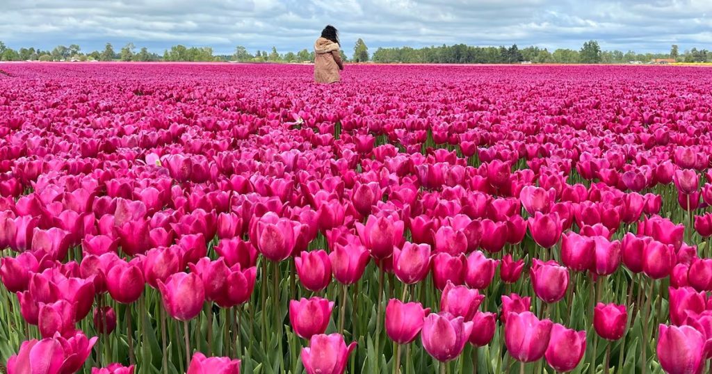 Florecimiento de Tulipanes en la Región de los Ríos - Chile y Países Bajos celebran 200 años de amistad con tulipanes