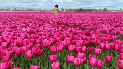Florecimiento de Tulipanes en la Región de los Ríos - Chile y Países Bajos celebran 200 años de amistad con tulipanes