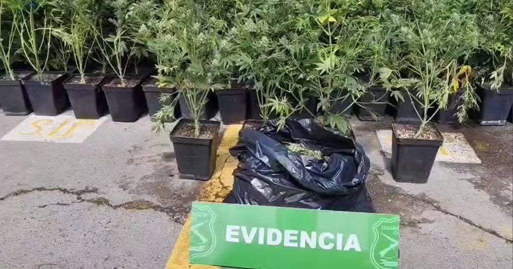Hallazgo de Más de 150 Plantas de Marihuana en la Pintana - Descubren Plantación de Marihuana en La Pintana tras Persecución