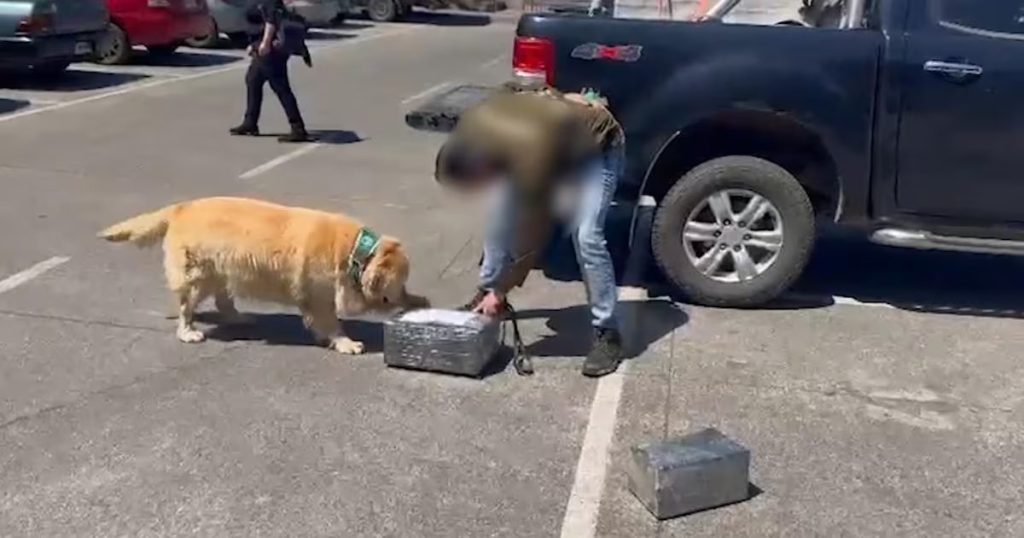 Intercepción de una Encomienda de Droga en Temuco por Parte de Carabineros - Operativo de Carabineros en Temuco frena tráfico de drogas