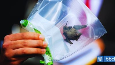 Rabia en un Murciélago Hallado en los Lagos - Primer caso de rabia en murciélago alerta a Los Lagos
