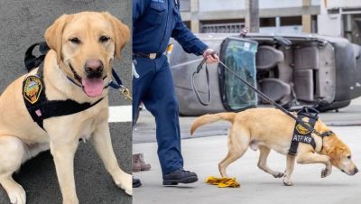 Retiro del Perro Investigador de Incendios en EE.UU. - Retiro de Freedom: El Héroe Canino que Luchó Contra Incendios