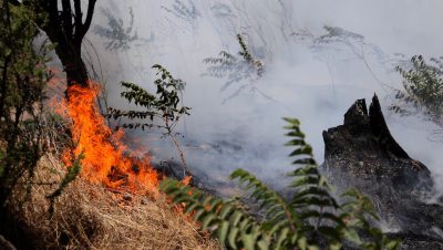 Evacuación por Incendio Forestal en Limache, en la Región de Valparaíso - Incendios Forestales Desatan Alerta Roja en Limache y Marchigue