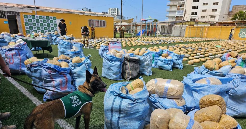 Incautación de Marihuana en la Región de Antofagasta - Incautación histórica de marihuana en Antofagasta sorprende a Chile