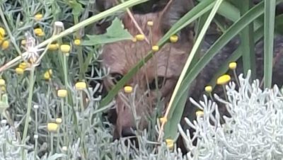Rescate de un Zorro en las Condes por el SAG - Zorro rescatado en Las Condes: la importancia de proteger la fauna urbana