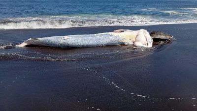 Retiro de una Ballena Muerta en la Playa de San Pedro de la Paz - Ballena Sei en Decomposición Genera Alarma en San Pedro de la Paz