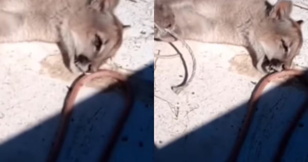 Acciones Judiciales de Colmevet por Maltrato a los Pumas en Cochamó - Colmevet exige justicia por brutalidad contra pumas en Cochamó