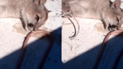 Acciones Judiciales de Colmevet por Maltrato a los Pumas en Cochamó - Colmevet exige justicia por brutalidad contra pumas en Cochamó