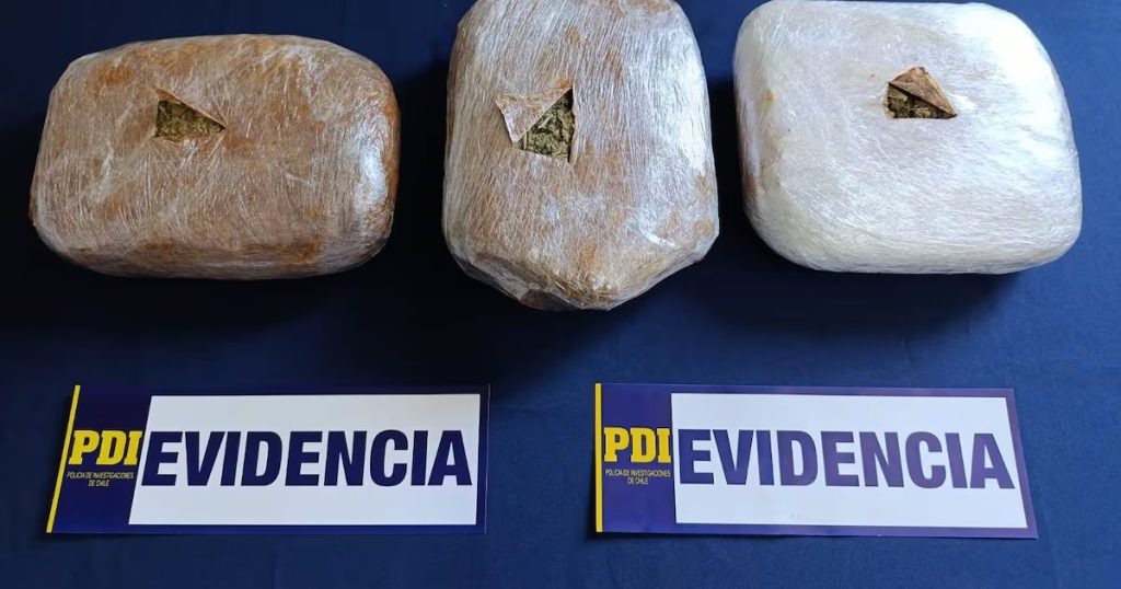 Captura de un Traficante de Cannabis en Traiguén - Golpe al narcotráfico en Traiguén: PDI desmantela red de cannabis