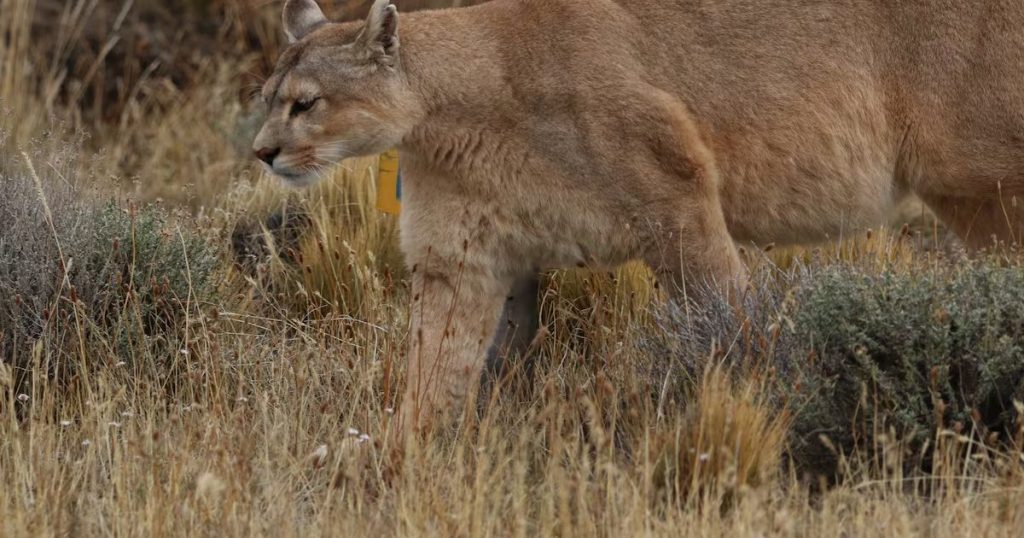 Denuncia del SAG por la Matanza de Pumas en Cochamó - Denuncian brutal matanza de pumas en Cochamó, Chile.