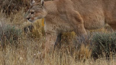 Denuncia del SAG por la Matanza de Pumas en Cochamó - Denuncian brutal matanza de pumas en Cochamó, Chile.