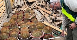 Retiro de Cactáceas de Alto Valor Ecológico en Antofagasta - Operativo Retira 68 Cactáceas en Riesgo en Antofagasta