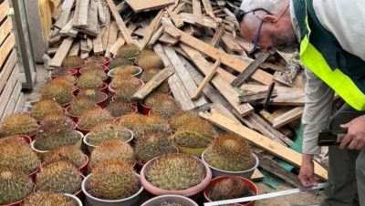 Retiro de Cactáceas de Alto Valor Ecológico en Antofagasta - Operativo Retira 68 Cactáceas en Riesgo en Antofagasta